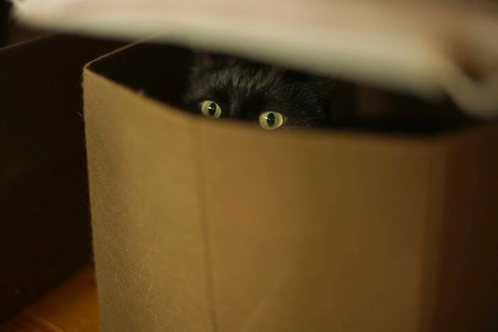 猫の『賢さ』に驚かされるシーン4選　実は結構考えている？知能レベルまで解説