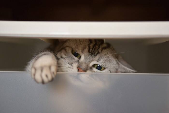 猫の『賢さ』に驚かされるシーン4選　実は結構考えている？知能レベルまで解説