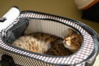 猫にやってはいけない『絶対NGなしつけ方』4つ　かえって逆効果に？適切な方法まで解説