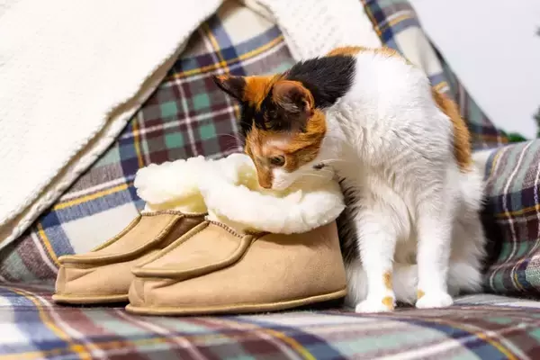 猫が『靴やスリッパ』を好みやすい理由4つ　執拗に離れたがらないワケとは