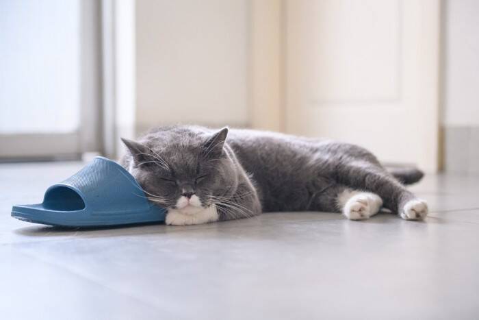 猫が『靴やスリッパ』を好みやすい理由4つ　執拗に離れたがらないワケとは