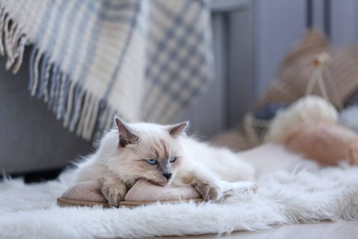 猫が『靴やスリッパ』を好みやすい理由4つ　執拗に離れたがらないワケとは