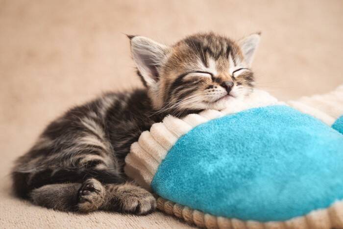 猫が『靴やスリッパ』を好みやすい理由4つ　執拗に離れたがらないワケとは