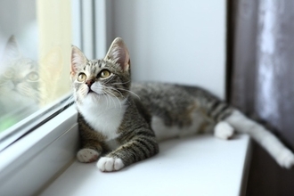 猫から聞こえてくる『可愛い音・困った音』3選　日常で耳にするシーンや人に与える影響も解説