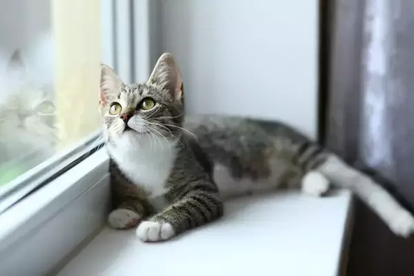 猫から聞こえてくる『可愛い音・困った音』3選　日常で耳にするシーンや人に与える影響も解説