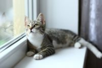 猫から聞こえてくる『可愛い音・困った音』3選　日常で耳にするシーンや人に与える影響も解説