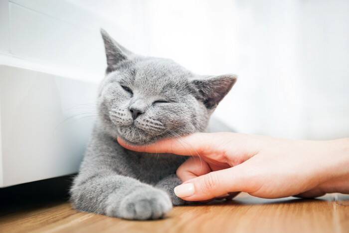 猫から聞こえてくる『可愛い音・困った音』3選　日常で耳にするシーンや人に与える影響も解説