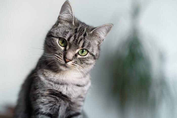 猫から聞こえてくる『可愛い音・困った音』3選　日常で耳にするシーンや人に与える影響も解説