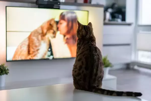 猫が『テレビ』に夢中になっているときの理由4つ　どんな映像に反応する？興味を示す番組の特徴まで