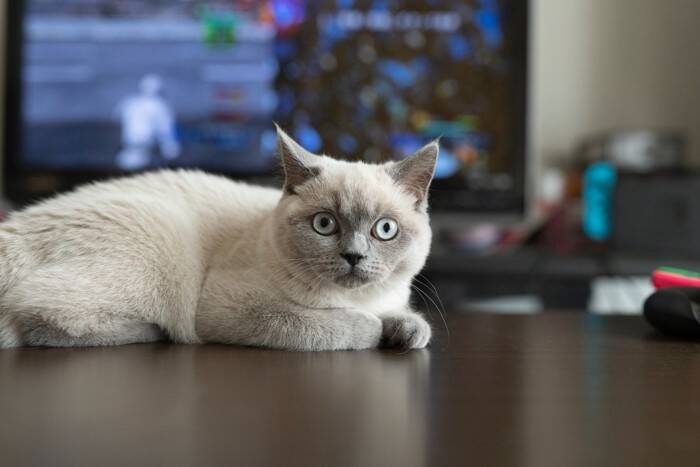 猫が『テレビ』に夢中になっているときの理由4つ　どんな映像に反応する？興味を示す番組の特徴まで