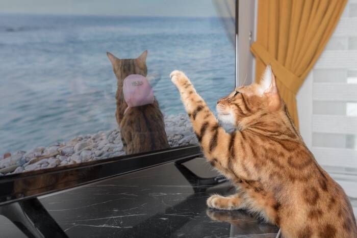 猫が『テレビ』に夢中になっているときの理由4つ　どんな映像に反応する？興味を示す番組の特徴まで