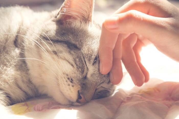 猫のトレーニングに『クリッカー』を使うメリット3選　基本の使い方や失敗しないための注意点も