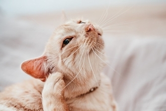 猫が頻繁に『頭を振る』ときの原因3つ　異常サインの可能性も？取るべき対処法まで解説