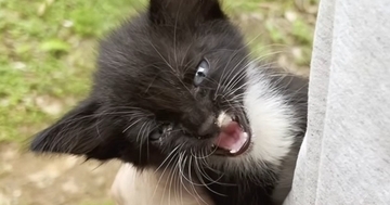 嵐がくる直前、『がれきの中で鳴いていた子猫』を保護→優しい先住猫たちと出会うと…30日間の記録に感動の声「素敵な物語」「泣ける」＜海外＞