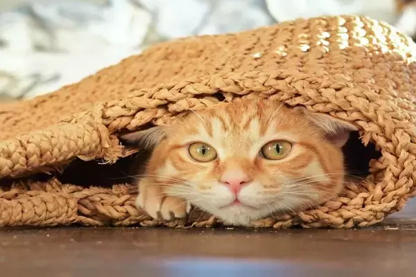 猫の『目の色』に関する4つの不思議　オッドアイはなぜ生まれるの？瞳に隠された秘密とは