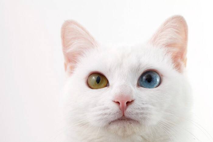猫の『目の色』に関する4つの不思議　オッドアイはなぜ生まれるの？瞳に隠された秘密とは
