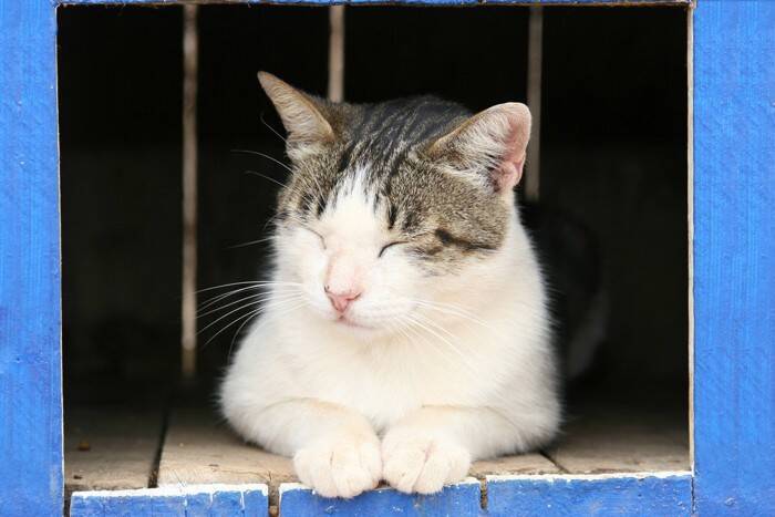 猫の『目の色』に関する4つの不思議　オッドアイはなぜ生まれるの？瞳に隠された秘密とは