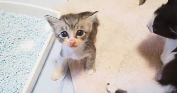 腹ペコの子猫たちが『ミルクの匂い』に気づいた結果…たまらなく可愛い反応に「本当に癒される」「元気いっぱいだねｗ」と11万再生