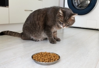 猫が『ご飯を食べようとしない』ときに疑われる原因4選　注意が必要なケースから取るべき対応まで