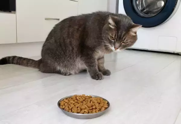 猫が『ご飯を食べようとしない』ときに疑われる原因4選　注意が必要なケースから取るべき対応まで