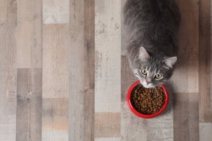 猫が『ご飯を食べようとしない』ときに疑われる原因4選　注意が必要なケースから取るべき対応まで