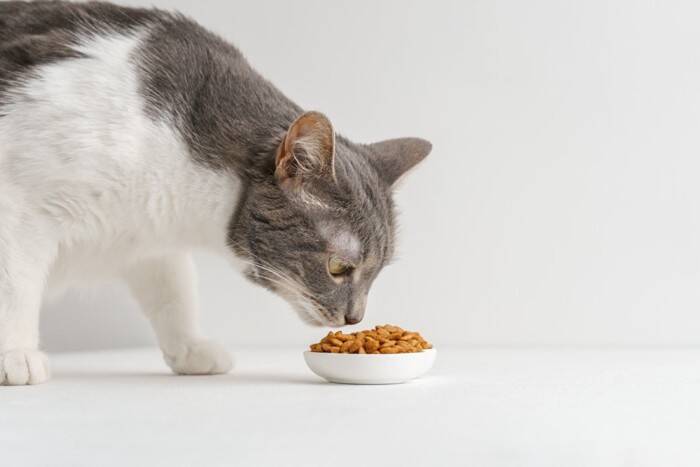 猫が『ご飯を食べようとしない』ときに疑われる原因4選　注意が必要なケースから取るべき対応まで