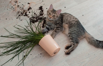 愛猫が『あなたの見えないところでやっていること』5つ　内緒にしたがる理由から注意点まで