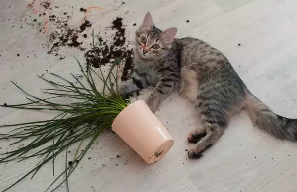 愛猫が『あなたの見えないところでやっていること』5つ　内緒にしたがる理由から注意点まで