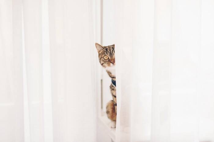 愛猫が『あなたの見えないところでやっていること』5つ　内緒にしたがる理由から注意点まで