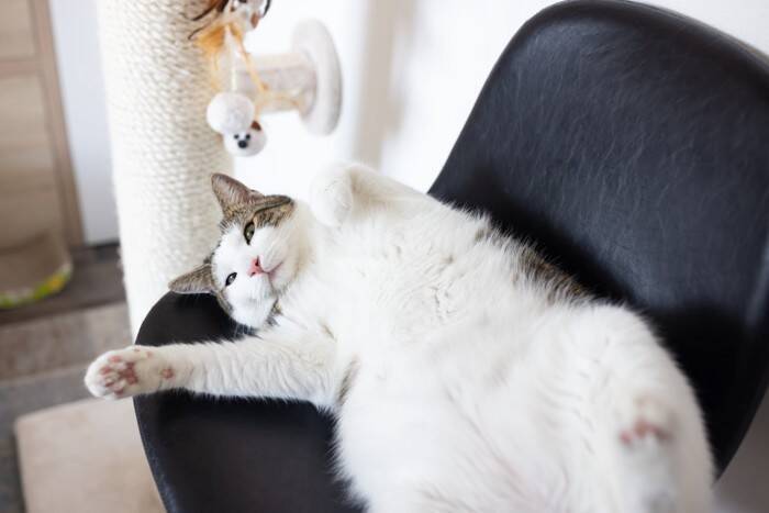 愛猫が『あなたの見えないところでやっていること』5つ　内緒にしたがる理由から注意点まで