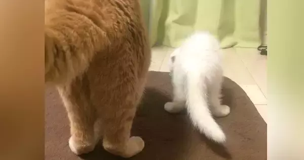 先住猫より『ずっと小さかった子猫』→11年後…劇的なビフォーアフターが40万表示「たくましくなった」「中身は変わらなそうｗ」