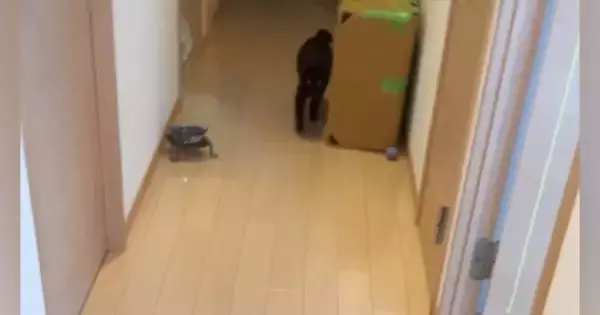 帰宅した瞬間、黒猫が一目散に駆け寄ってきて…あまりにも尊い『お出迎えの光景』が11万再生「1日の疲れが吹っ飛ぶねｗ」「最強にかわいい」