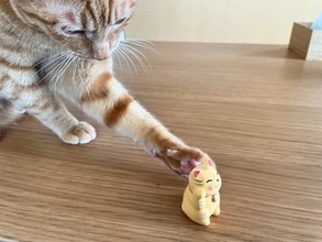猫が『置いてあるものを落としたくなる』4つの心理　もしかして、わざとやっている？