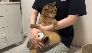 爪切りをするために猫を抱き上げたら…あまりにも可愛すぎる『抵抗の様子』に「しがみつきがたまらない」「笑ってしまった」と3万再生の反響