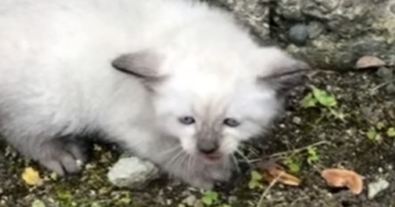 車の運転中、うずくまっていた『しょんぼり顔の子猫』と出会った結果…「目頭が熱くなった」心温まるエピソードが48万再生「素敵な出会い」