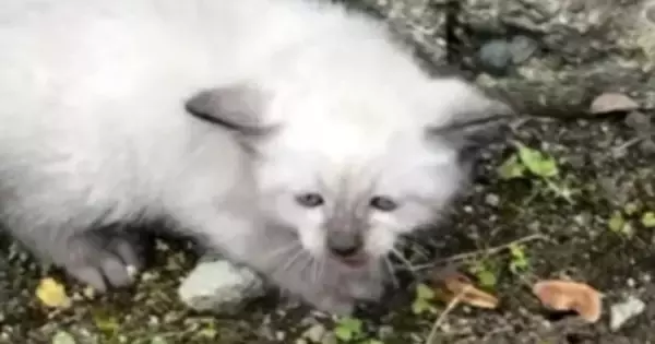 車の運転中、うずくまっていた『しょんぼり顔の子猫』と出会った結果…「目頭が熱くなった」心温まるエピソードが48万再生「素敵な出会い」