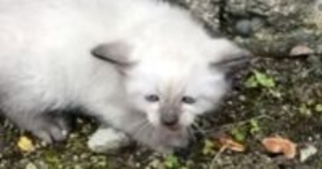 車の運転中、うずくまっていた『しょんぼり顔の子猫』と出会った結果…「目頭が熱くなった」心温まるエピソードが48万再生「素敵な出会い」