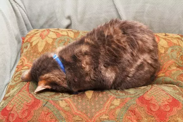 猫が『ごめん寝』の体勢で眠っているときの理由3つ　苦しそうだけど寝れているの？