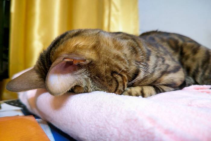 猫が『ごめん寝』の体勢で眠っているときの理由3つ　苦しそうだけど寝れているの？