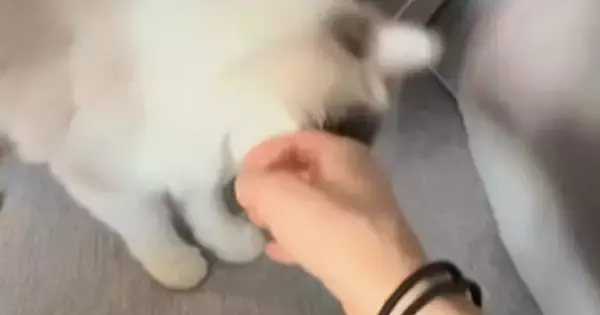 飼い主を『別の場所へと連れていきたい猫』→甘噛みすると…驚きの行動が182万再生「うにゃうにゃ言ってて可愛すぎｗ」「連れていかれたい」
