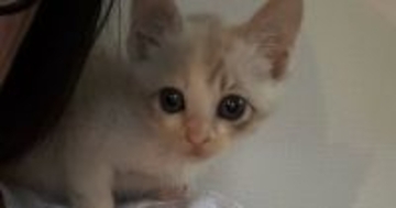 体が小さくて『弱々しかった保護子猫』が、１年後…すっかり変化した『現在の様子』に「愛されているのがわかる」「美猫ちゃんになった」と反響