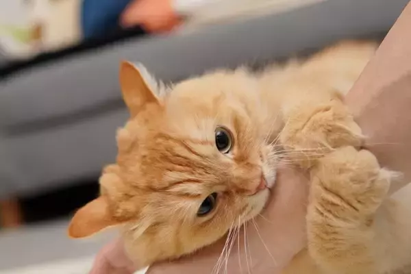 猫に『欲求不満』を抱えさせないための予防法3選　トラブルの危険性や満足度を高めるコツまで