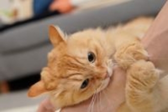 猫に『欲求不満』を抱えさせないための予防法3選　トラブルの危険性や満足度を高めるコツまで