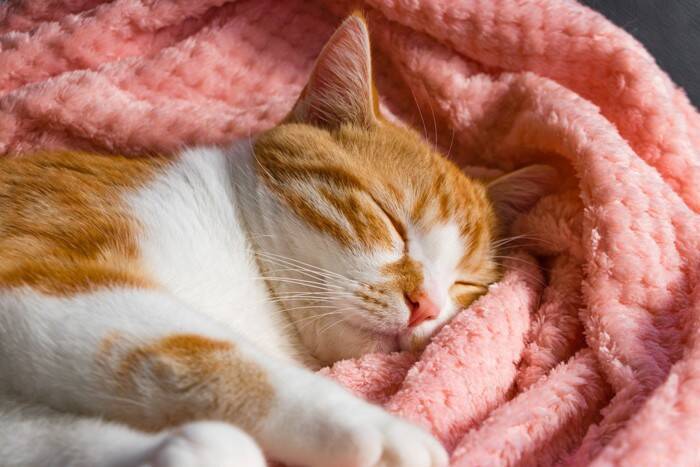 猫に『欲求不満』を抱えさせないための予防法3選　トラブルの危険性や満足度を高めるコツまで