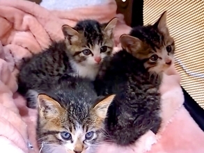 生後２ヶ月で保健所に持ち込まれた猫→母親とはぐれた子猫も続けて保護したら…『素敵な展開』に反響「シアワセな猫生を」「よかったね」