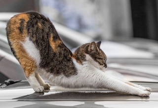 猫が『歩きながら体を伸ばす』3つの理由　体をほぐしているだけじゃない？心身に与える効果まで
