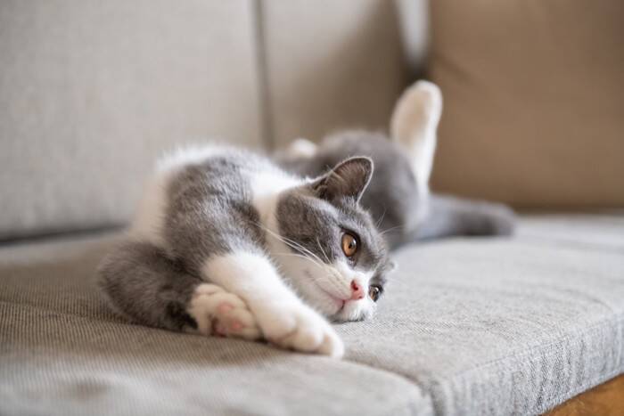 猫が『歩きながら体を伸ばす』3つの理由　体をほぐしているだけじゃない？心身に与える効果まで