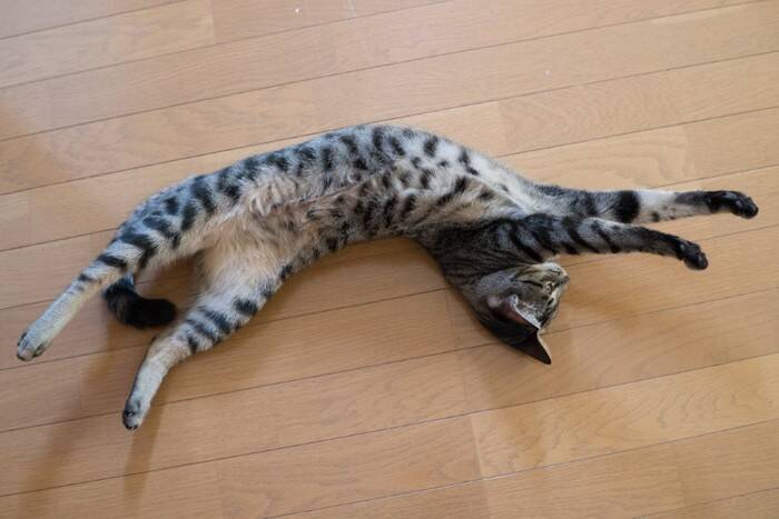 猫が『歩きながら体を伸ばす』3つの理由　体をほぐしているだけじゃない？心身に与える効果まで