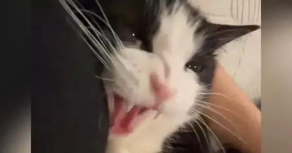 飼い主にぴったりとくっつくハチワレ猫→少しキレ気味になるも……微笑ましい光景に２万いいねの反響「鼻にシワ寄せちゃって可愛いｗ」