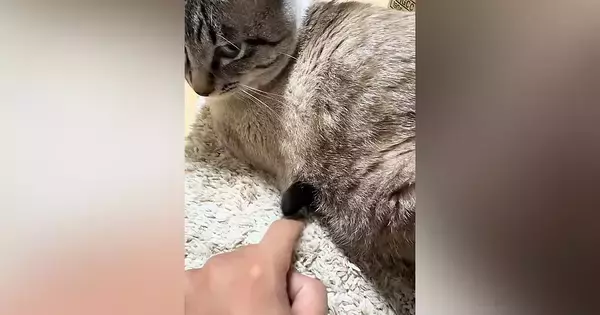猫のお腹から出ている『謎の物体』をツンツンしていると…予想外の『爆笑の展開』が318万再生「振り向き方ｗｗ」「ガン飛ばすのすき」